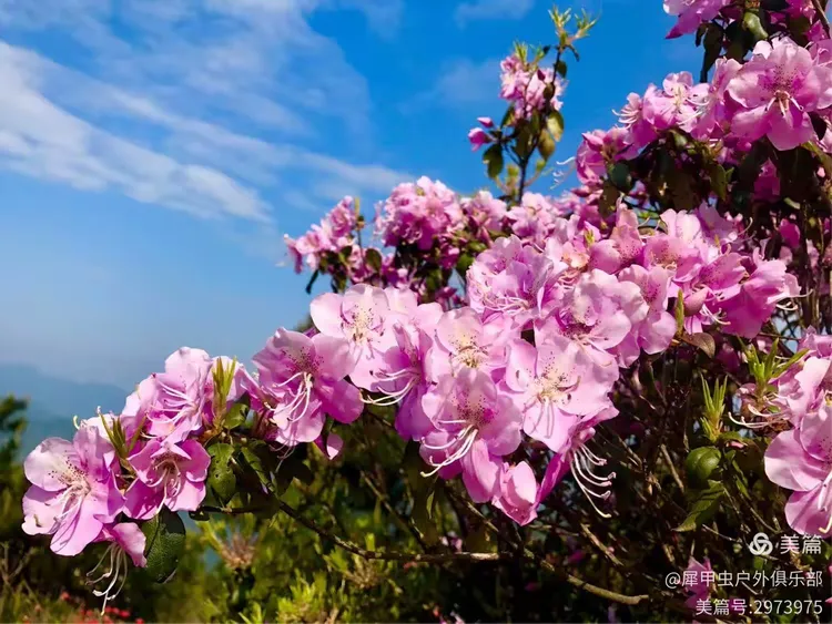 绿春湖桃源尖万亩杜鹃花海露营腐败